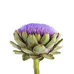 Артишок (Cynara)