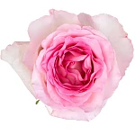 Роза бело-розовая Мандала 60 см