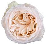 Роза ароматная садовая белая Вайт О’Хара 60 см