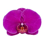 Орхидея Фаленопсис малиново-красная
