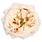 Роза садовая кремовая Башфул 60 см