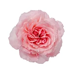 Роза садовая розовая Майра Роуз