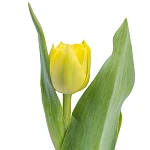 Тюльпан махровый желтый Хоумран