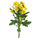 Хризантема кустовая жёлтая Сантини Сан Ап Санни