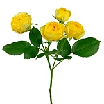 Роза кустовая жёлтая Луна Трендсеттер