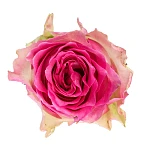 Роза бело-розовая Малибу