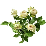 Роза кустовая белая Бланшетт
