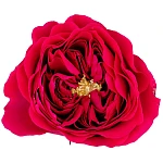 Роза садовая красно-малиновая Дэвида Остина Дарси
