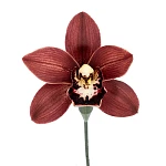 Орхидея Цимбидиум бордовая Дарк Найт