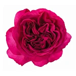 Роза садовая фиолетовая Принцесса Киши