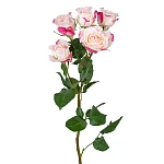 Роза кустовая кремовая с малиновыми краями Рефлекс 50 см