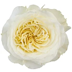 Роза садовая белая Майра Вайт 60 см