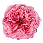 Роза пионовидная ярко-розовая Риджентс Парк