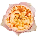Роза садовая персико-розовая Романтик Вувузела