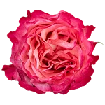 Роза ярко-малиновая Энчентмент 60 см