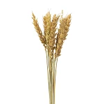 Колосья (рожь, пшеница)