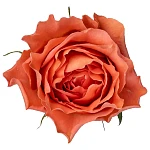 Роза садовая коралловая Корал Экспрешн 40 см