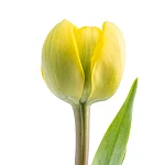 Тюльпан махровый желтый Йелоу Помпонет