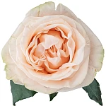 Роза садовая кремово-розовая Гарден Спирит 60 см