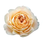 Роза садовая кремовая Карамель Антик