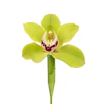 Орхидея Цимбидиум зелёная