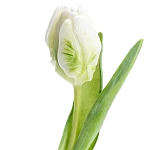 Тюльпан попугайный белый с зелёным Супер Пэррот 38 см