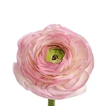 Ранункулюс белый с розовым Клуни Фелисидад