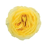 Роза садовая жёлтая Лемон Помпон