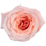 Роза светло-розовая Энгейджмент 60 см