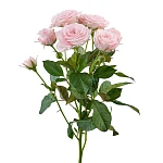 Роза кустовая нежно-розовая Аэробик 60 см
