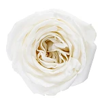 Роза садовая ярко-белая Плайя Бланка 60 см