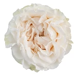 Роза садовая белая Коттон Экспрешн 60 см