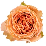 Роза садовая кремово-персиковая Кантри Хоум 60 см