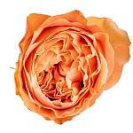 Роза садовая персиковая Кахала 60 см