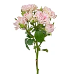 Роза кустовая нежно-розовая Свит Флоу