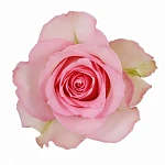 Роза розовая Свит Юнику 60 см