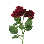 Роза кустовая бордовая Рубикон