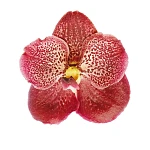 Орхидея Фаленопсис Ванда коричневая