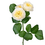 Роза кустовая светло-кремовая Роял Парк 60 см