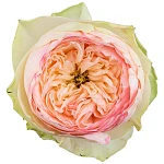 Роза садовая кремово-розовая Пинки Пай
