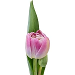 Тюльпан махровый бело-розовый Бриндизи