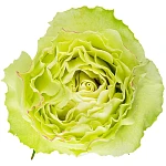 Роза бело-зелёная Лимонад