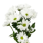 Хризантема кустовая белая Баккарди