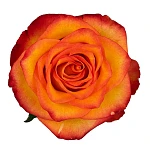 Роза жёлто-оранжевая с красными краями Хай Мэйджик 60 см