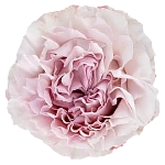Роза садовая пыльно-сиреневая Паудер Пуф 60 см