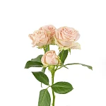Роза кустовая нежно-розовая Бомбастик 40 см