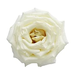 Роза садовая белая ароматная Виталити
