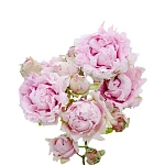 Роза кустовая светло-розовая Кэнди Флоу