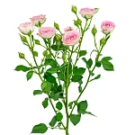 Роза кустовая розовая Креми Твистер 70 см