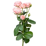 Роза кустовая розовая с темной каймой Мадам Бомбастик 60 см